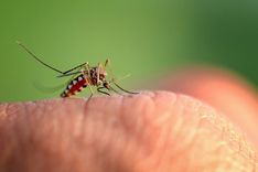 Jak skutecznie walczyć z komarami?